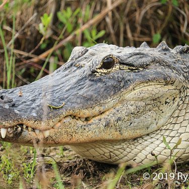 GatorFace