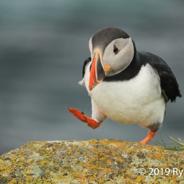 A puffin walks on the rocks at Bird Island near Bonavista, Newfoundland.