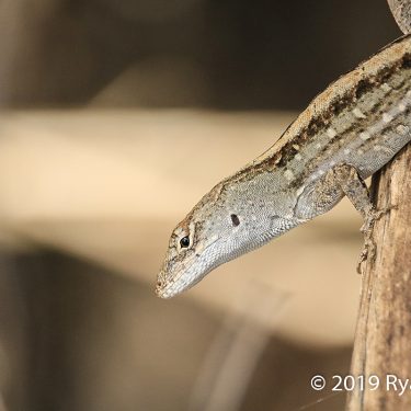 Lizard